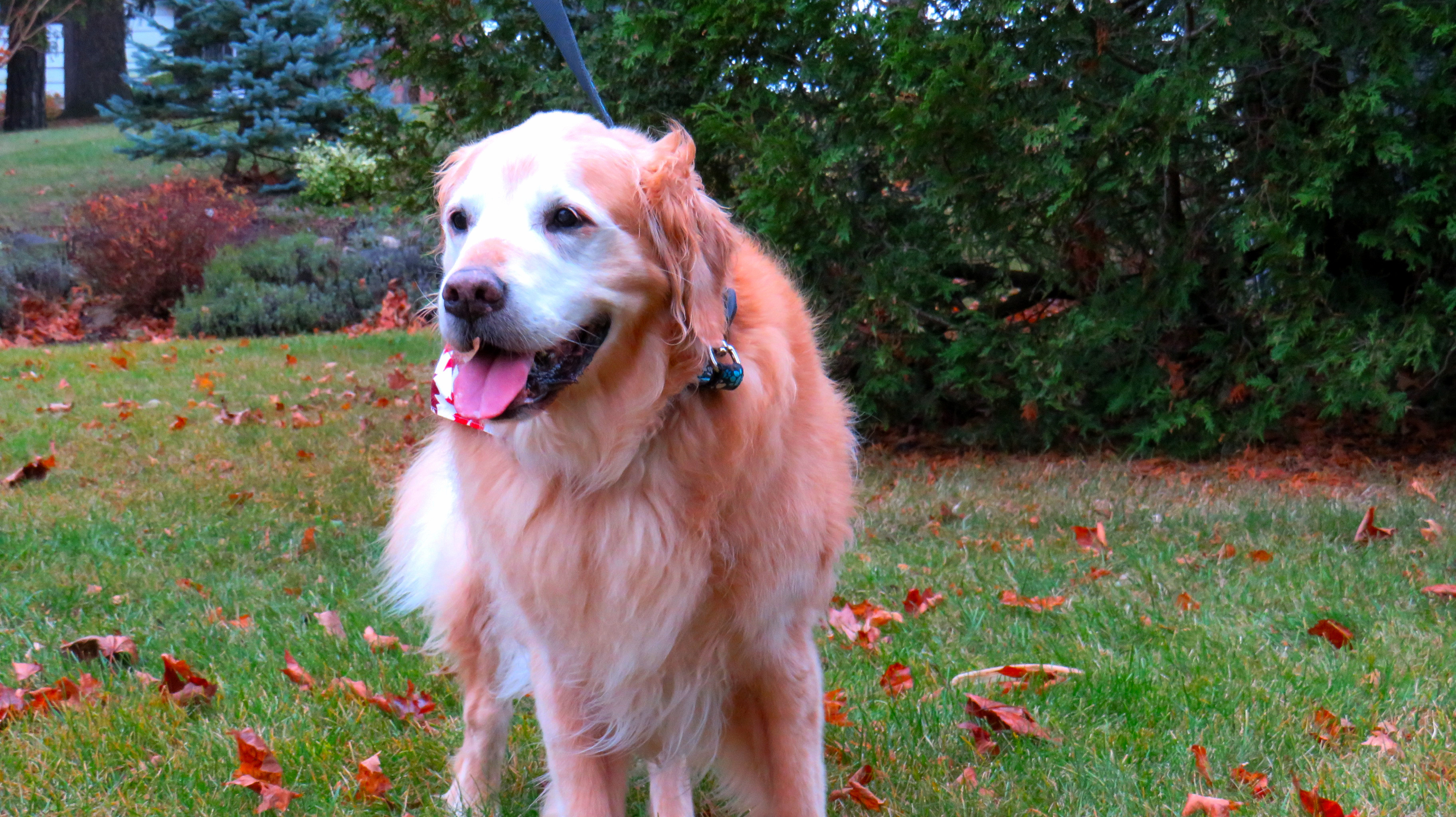 Dog in yard