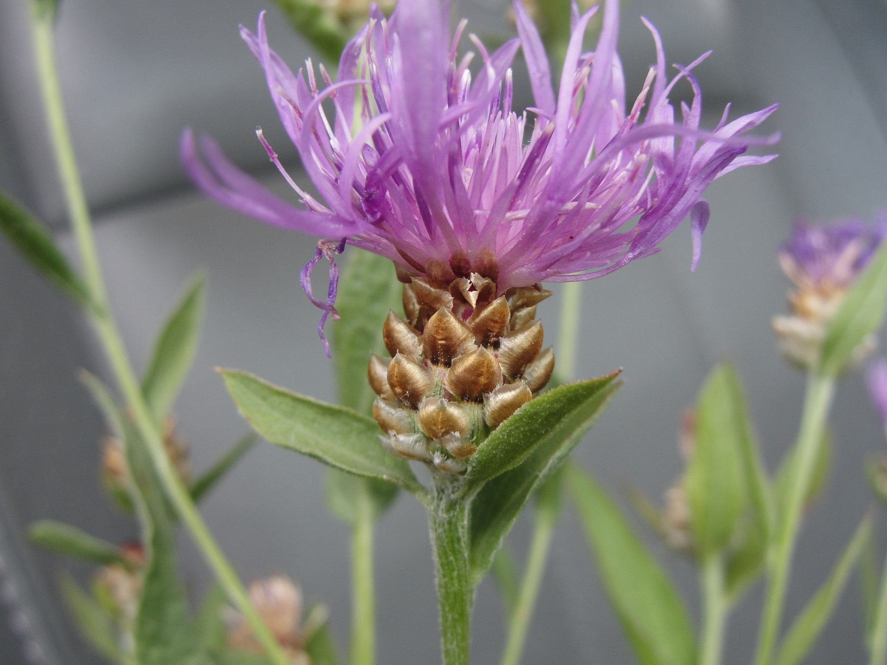 Image of meadow knapweed plant