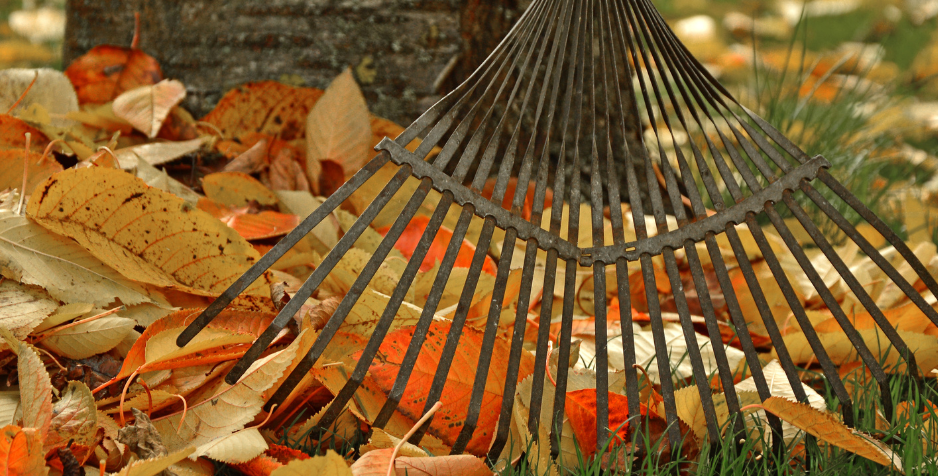 raking leaves