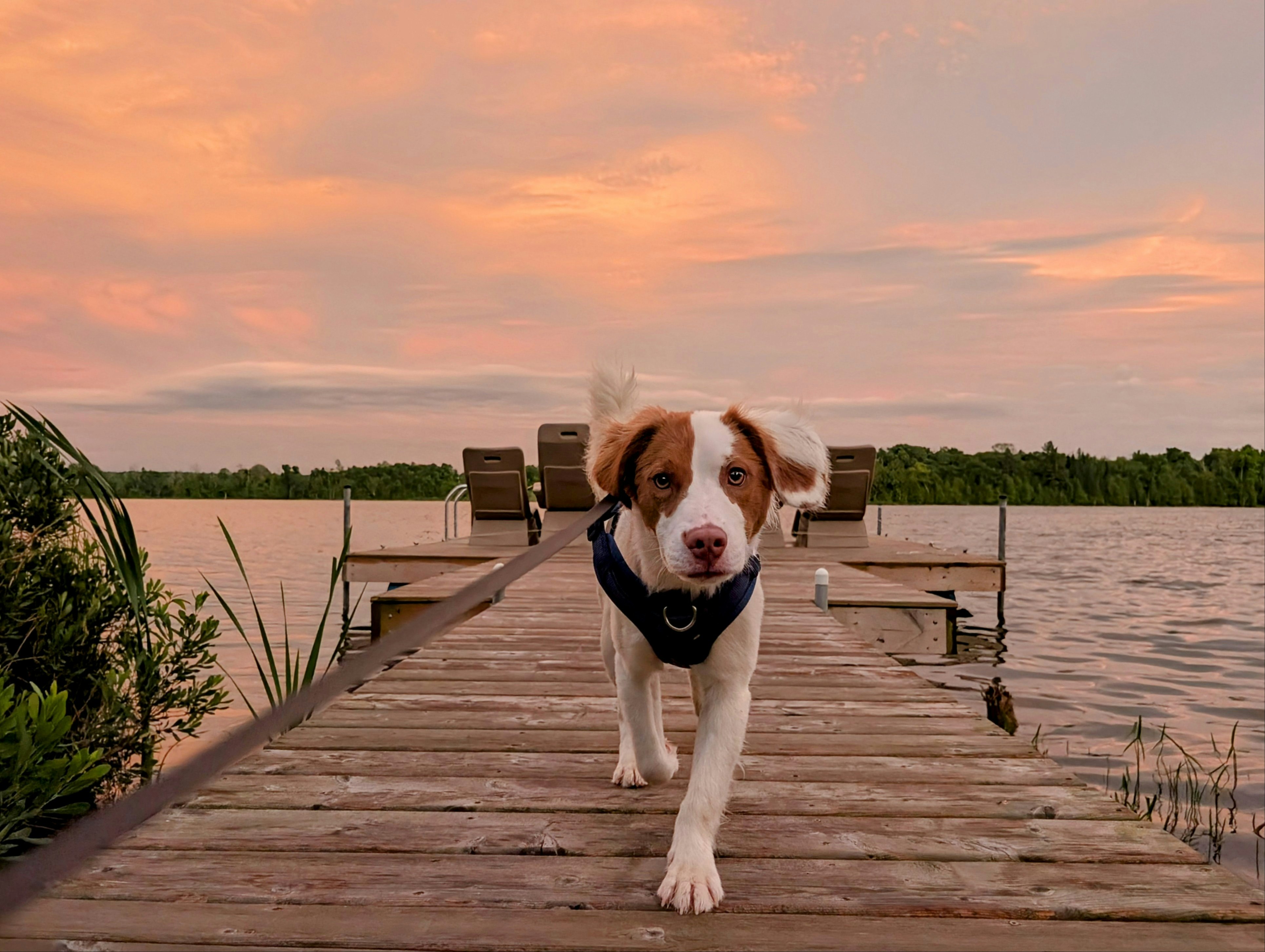 An adorable dog in a harness on a dock.
