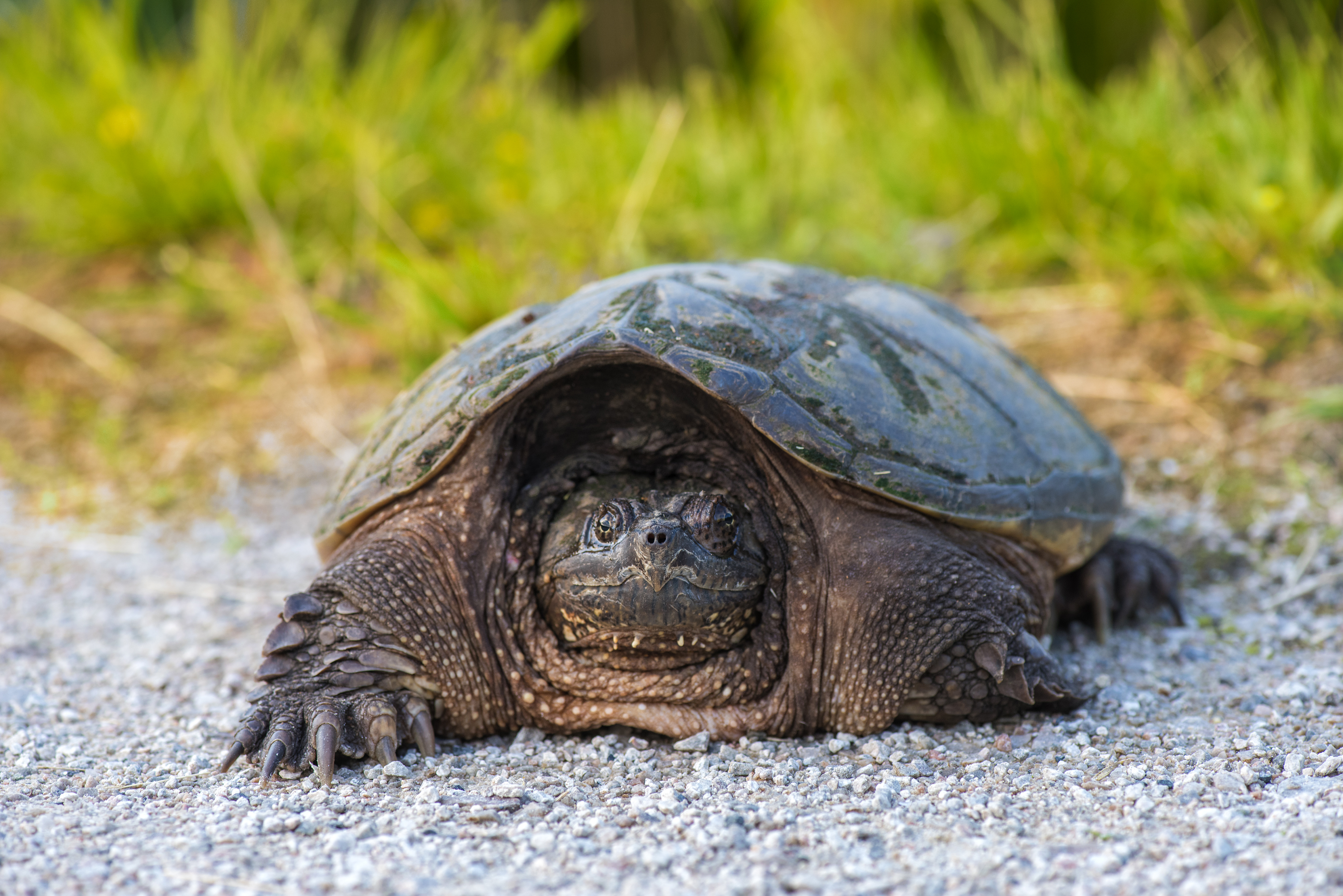 common snapping turtle