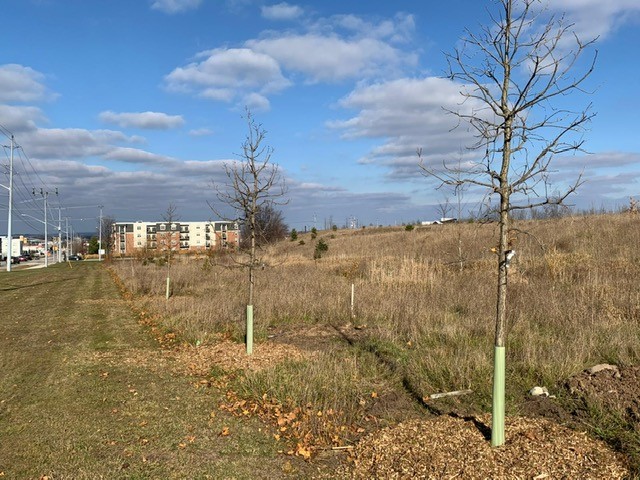 a row of freshly planted trees