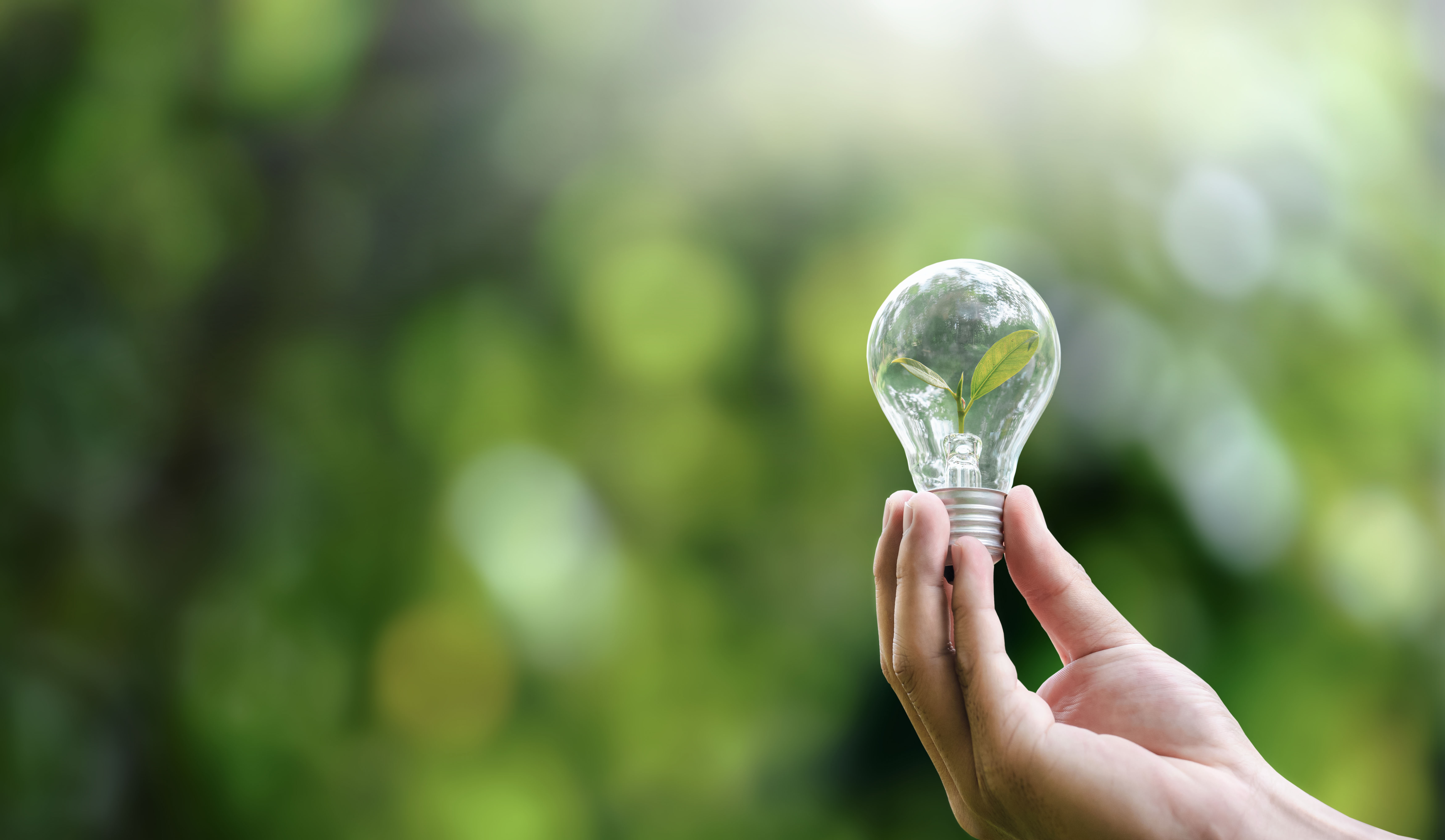 a hand holding a light bulb with a sprouting plant