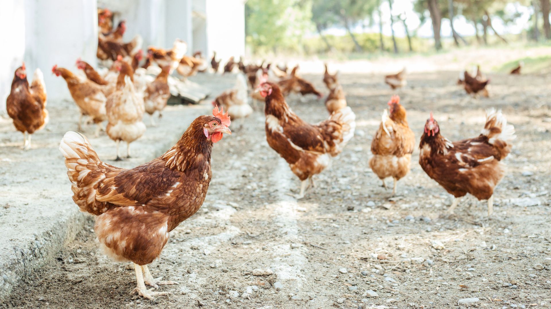 Brown chickens wandering in a coop.