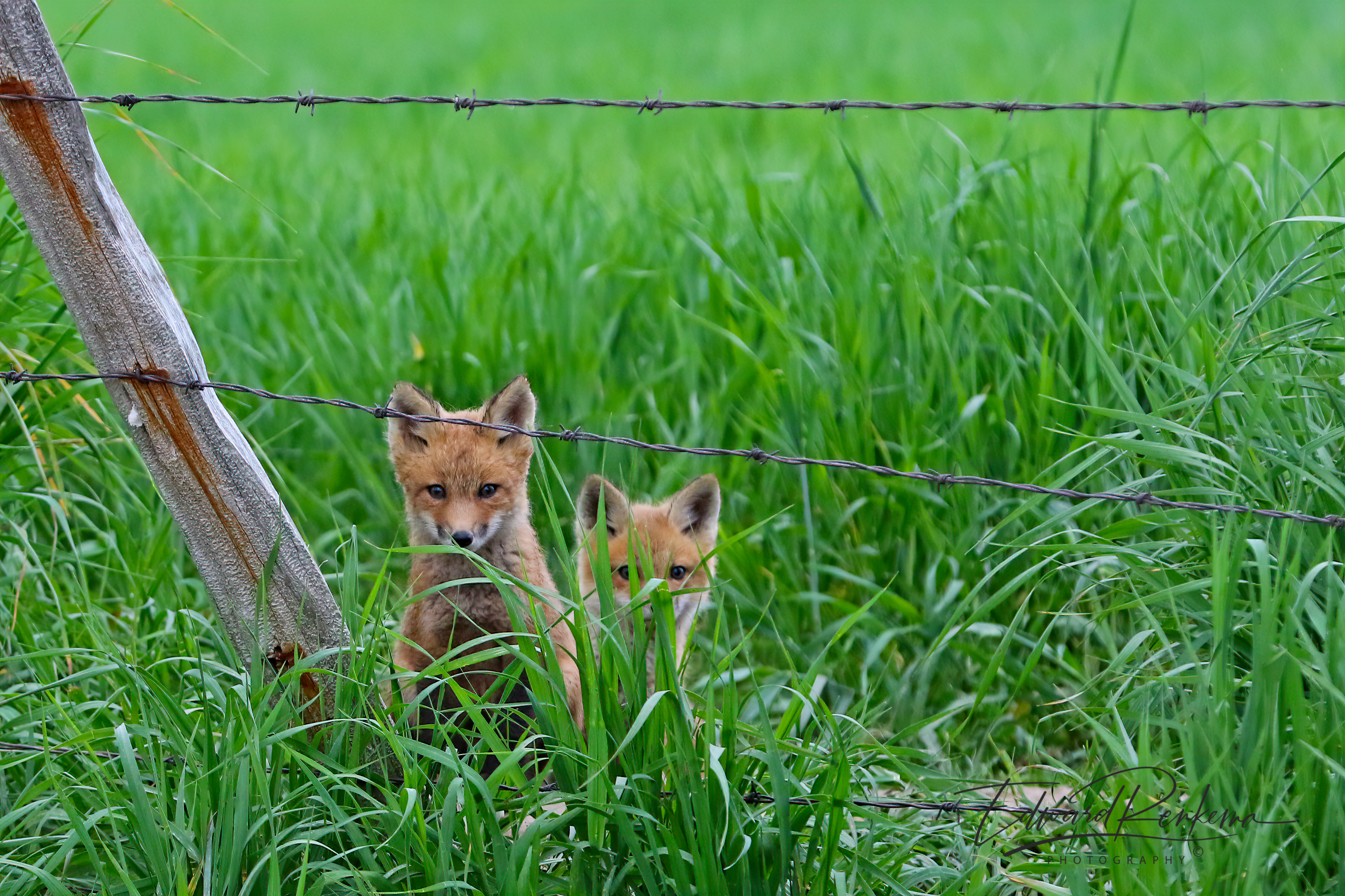 Foxes in a field