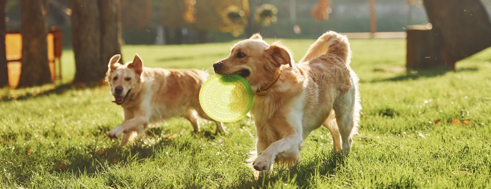 golden retrievers playing with a frisbee