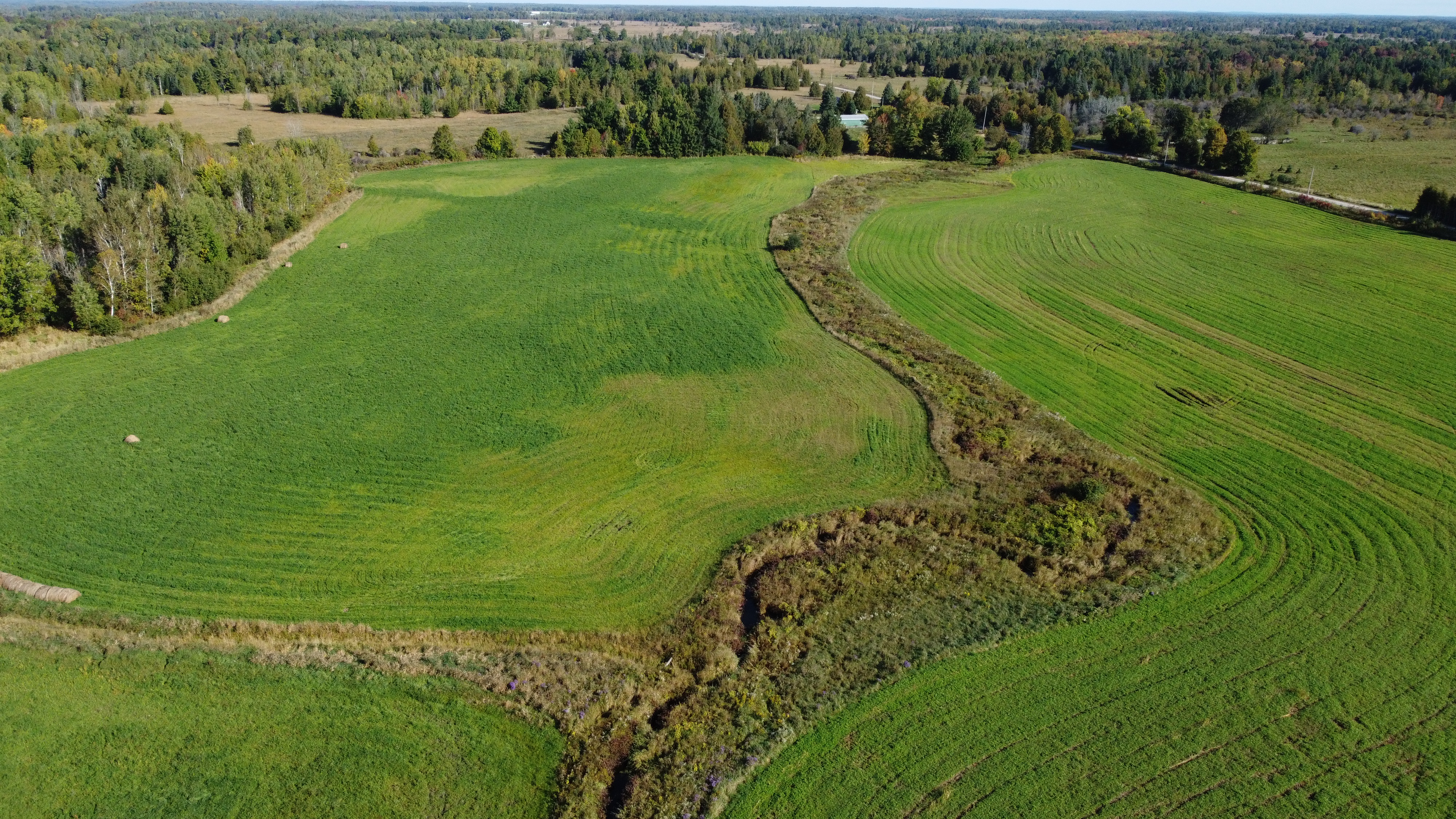 restored riparian area from a drone