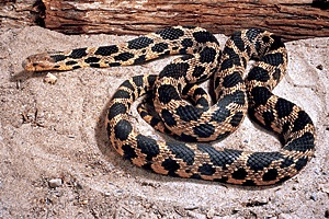 Adult Eastern Foxsnake