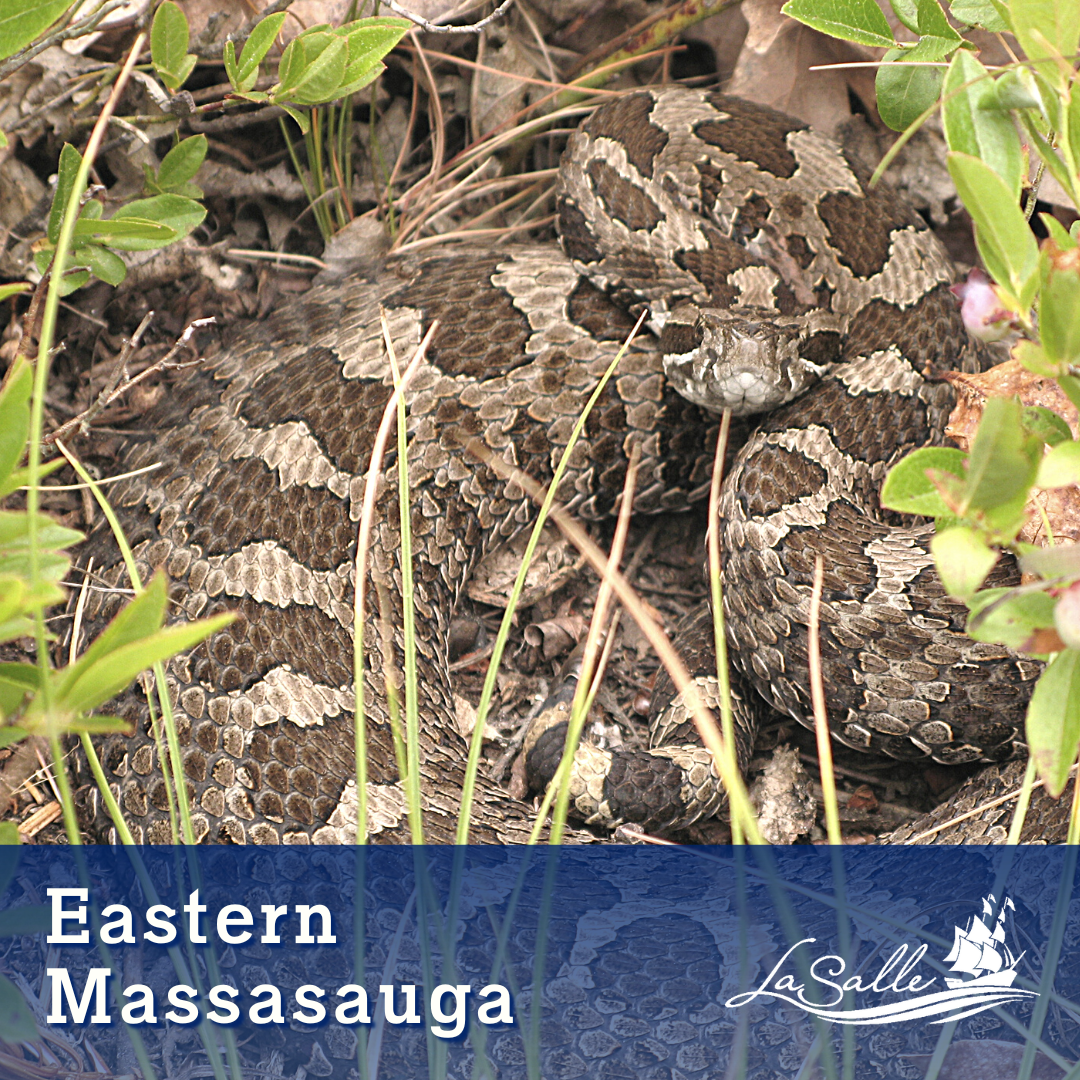 Eastern Massasauga snake