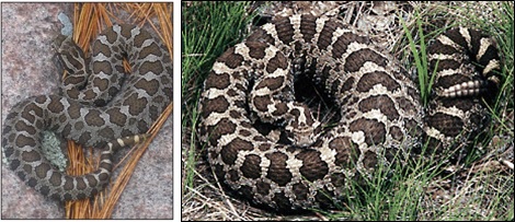 Eastern Massasauga Rattlesnake, Left is a juvenile, Right is an adult