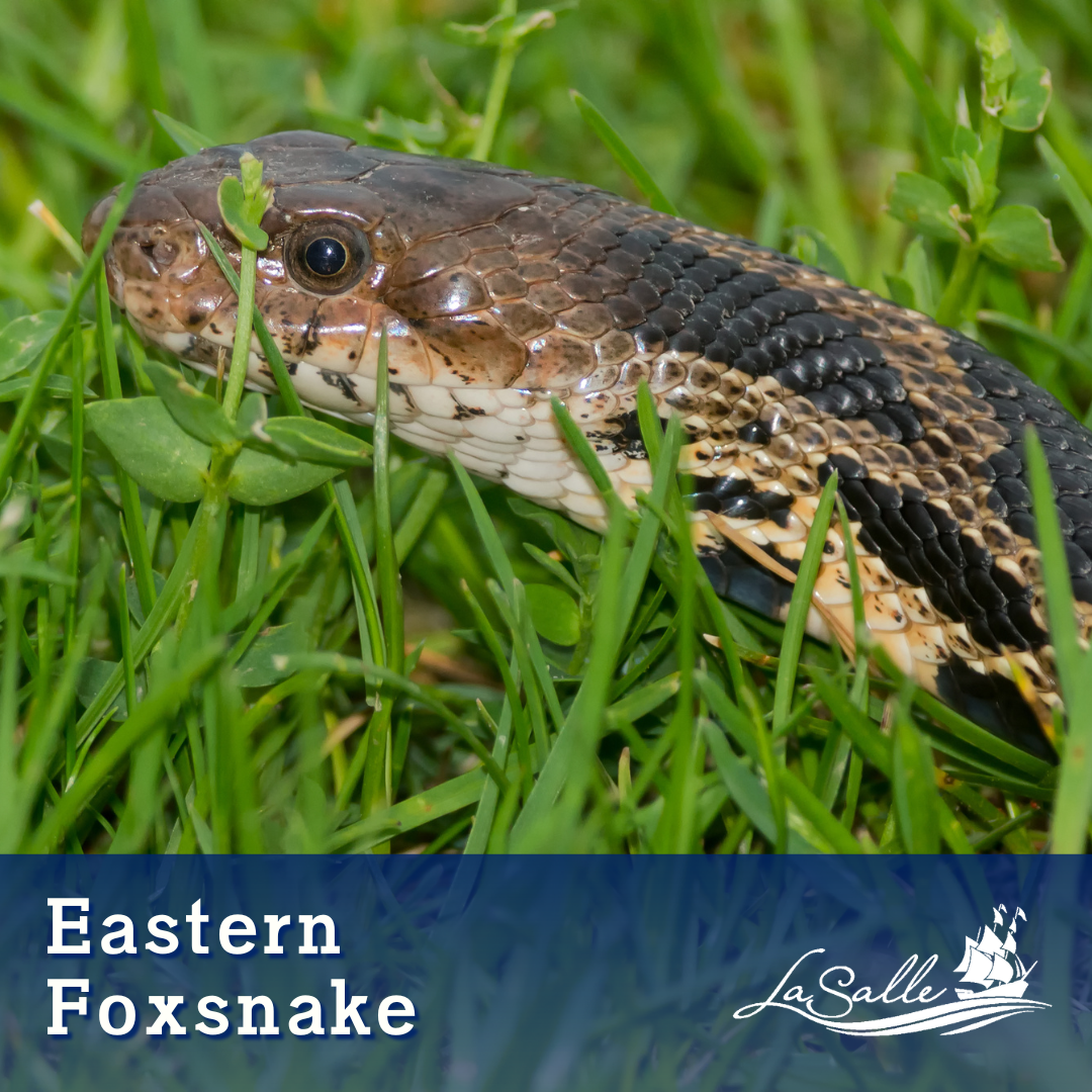 Eastern Foxsnake