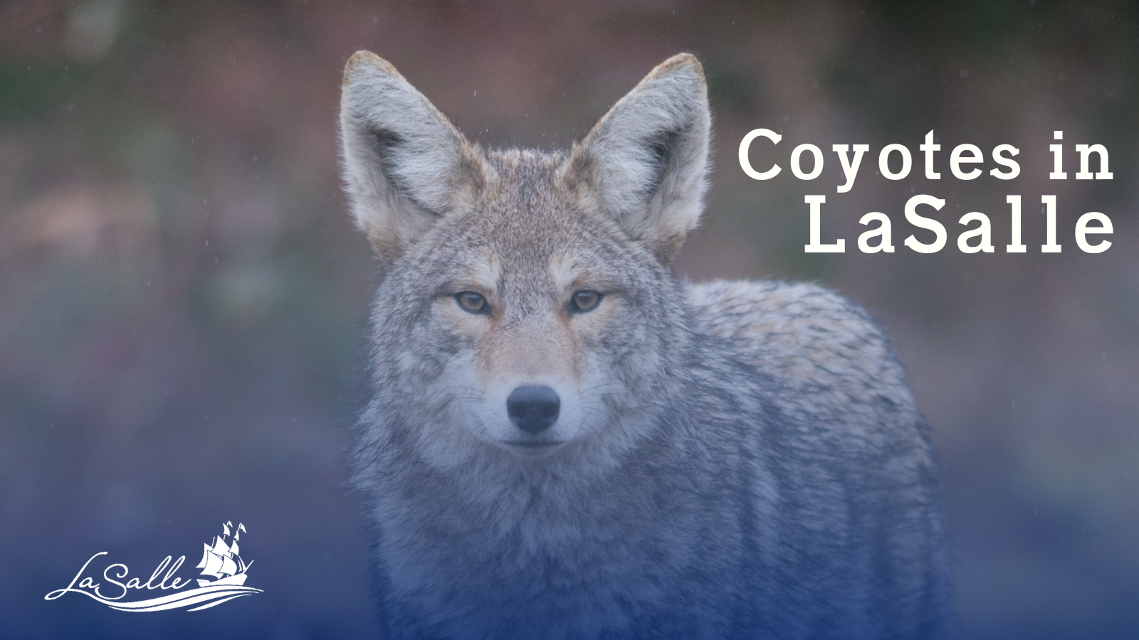 coyote