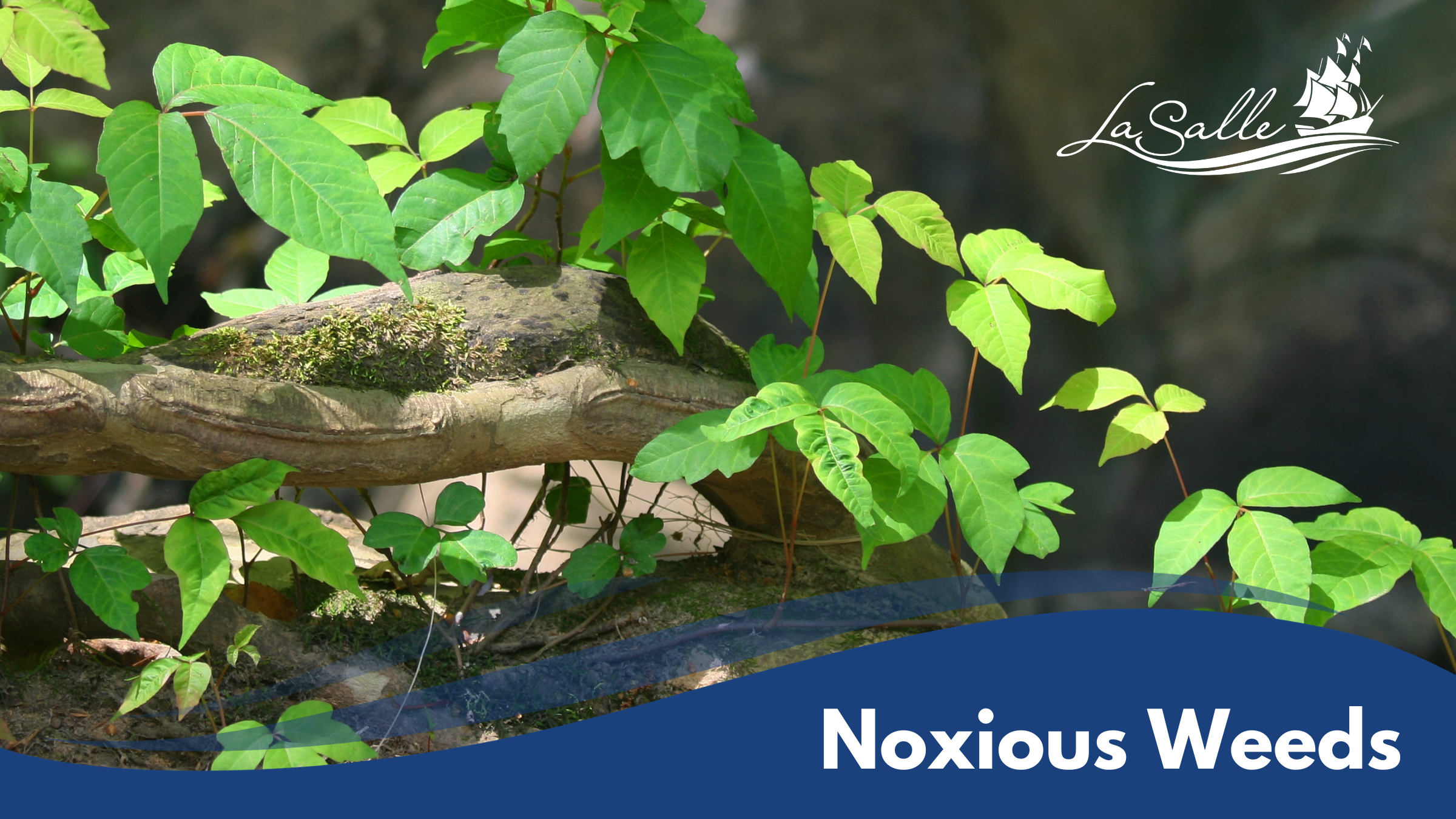 Noxious Weeds Graphic 1600x900