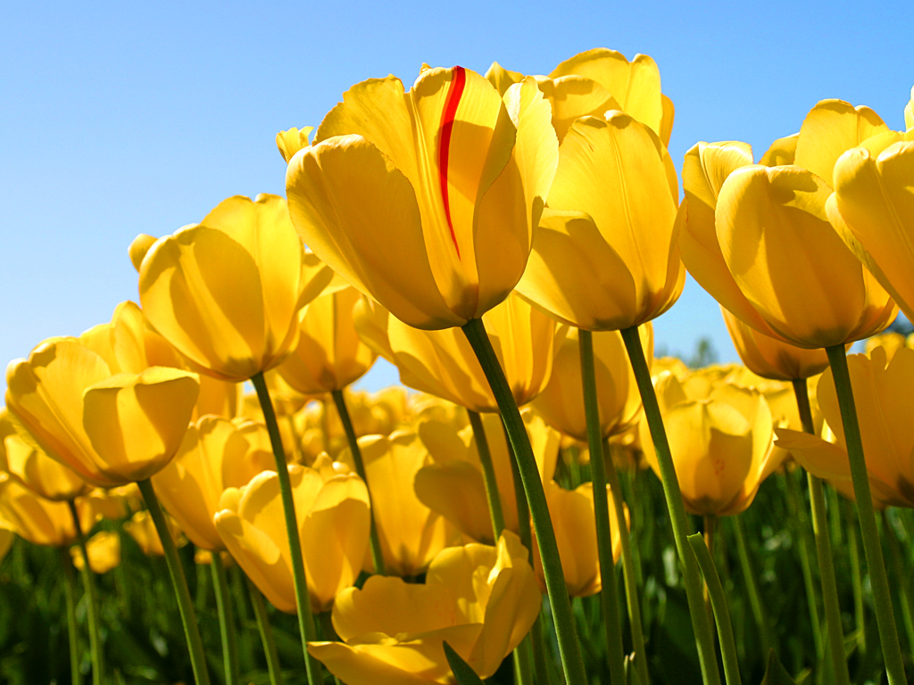 Tulips stock image.
