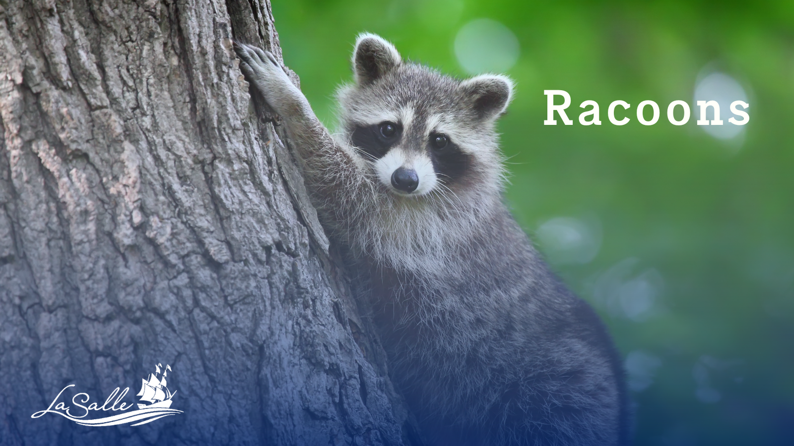 raccoon