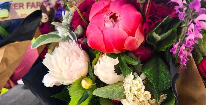 pink flowers