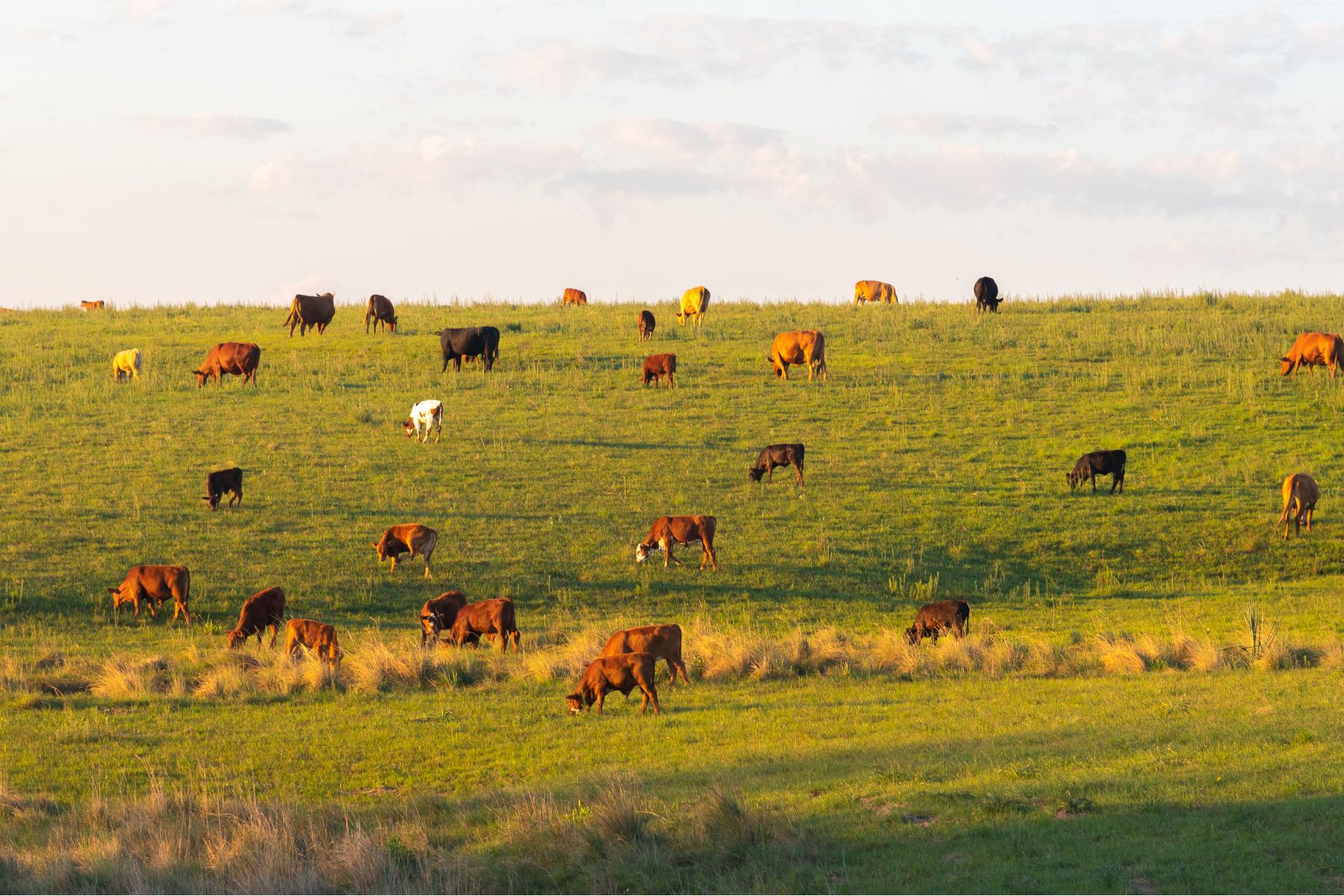Livestock