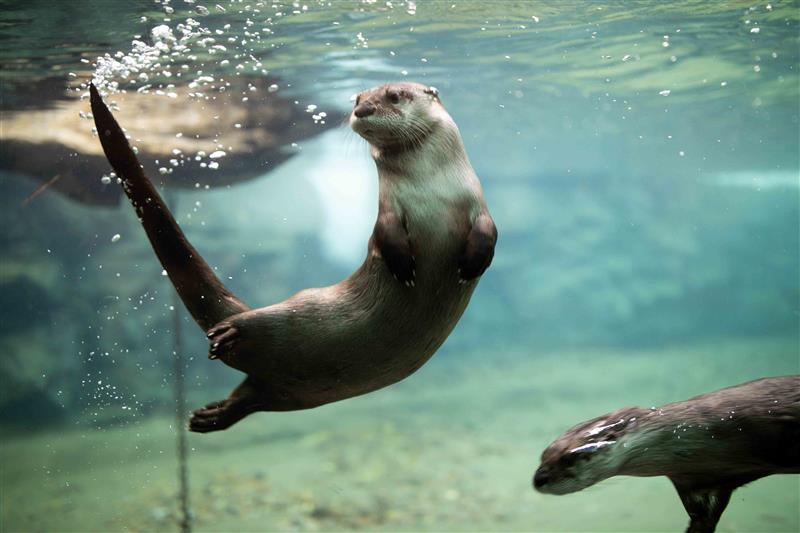 Two otters swimming under the water. One looks curious, and has turned to look behind itself, leaving it in the shape of the letter U.