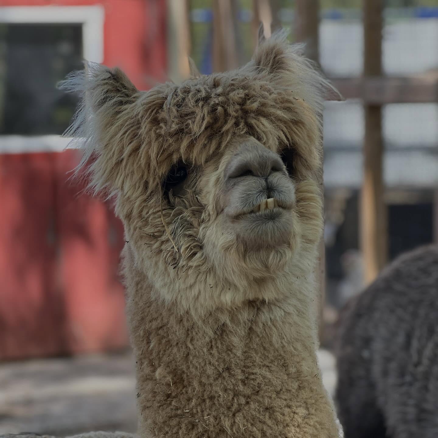 Alpaca at Riverview Park and Zoo