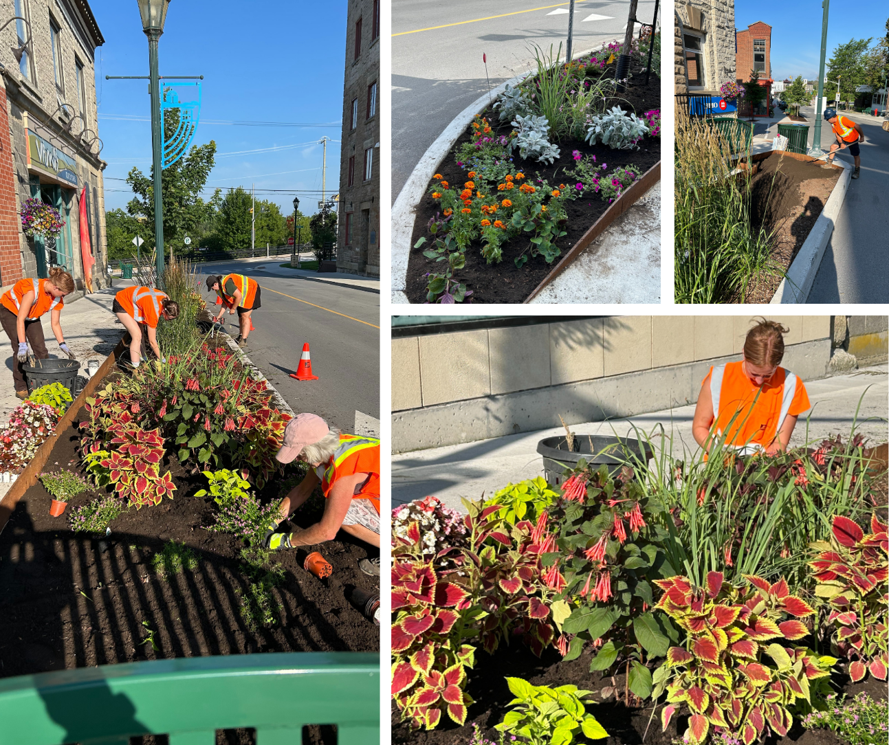 Collage of four photos showing people planting gardens in a downtown core