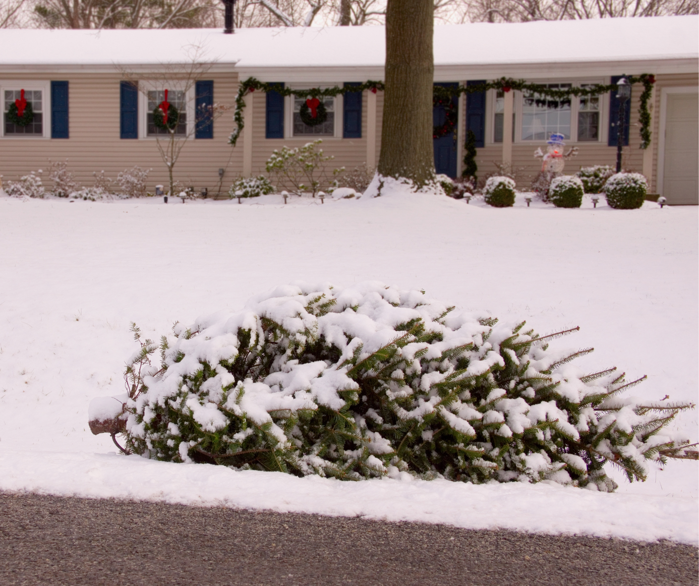 A snow covered Christmas tree rests at the curb of a home