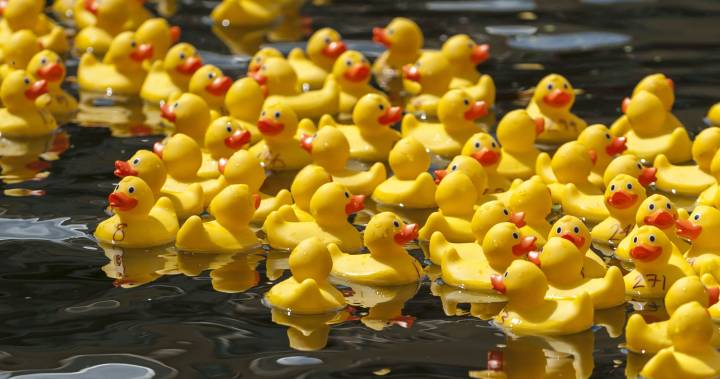 Dozens of yellow rubber ducks float in water