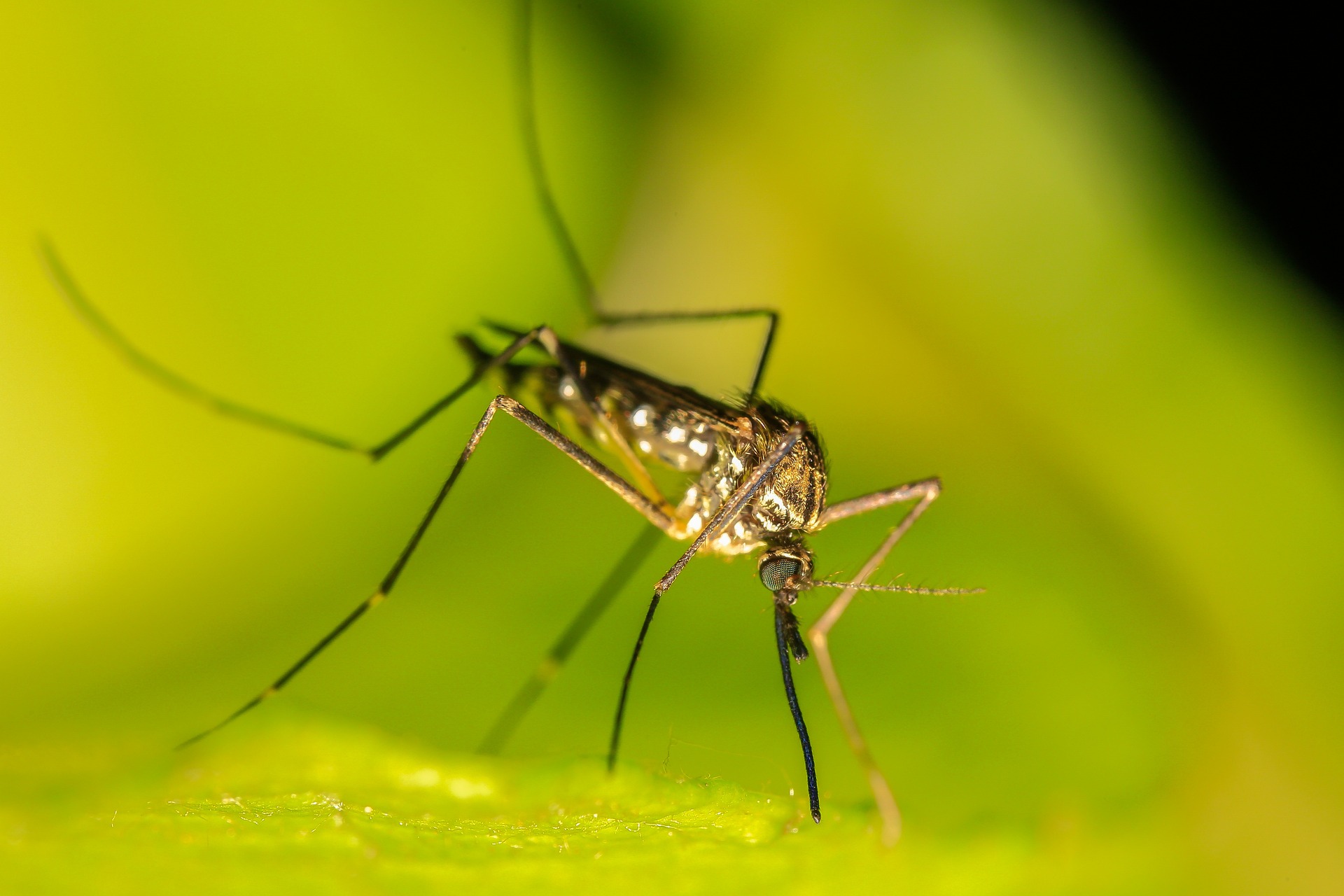 Close up of a mosquito on a green leaf