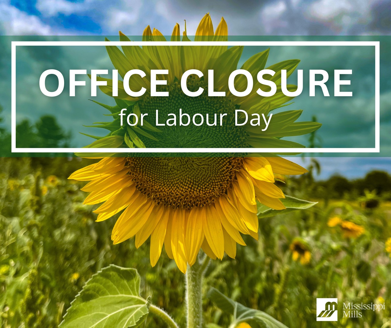 Close-up photo of a sunflower with the text 'Office Closure for Labour Day'
