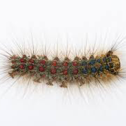 Caterpillar