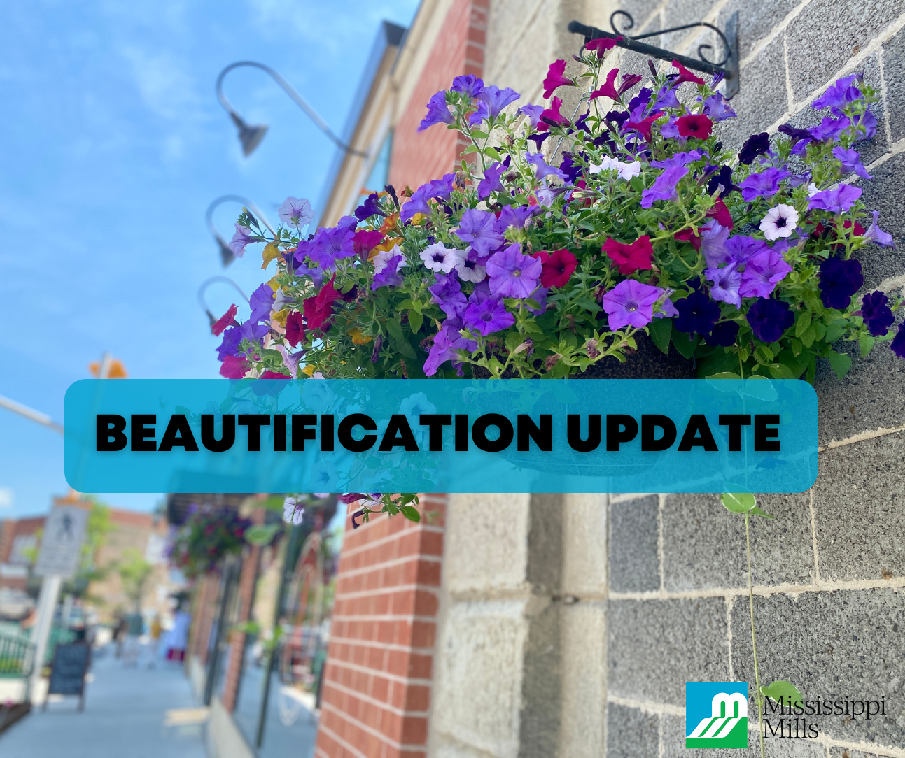 Photo of hanging basket of pink and purple petunias outside a red brick building. Text reads 'Beautification Update.'