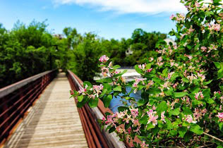 Mississippi Mills River Walk