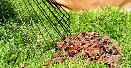 Close cropped photo of a rake and mulch on a green lawn