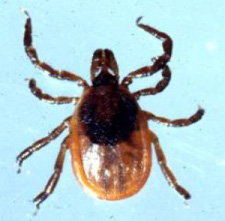 Tick