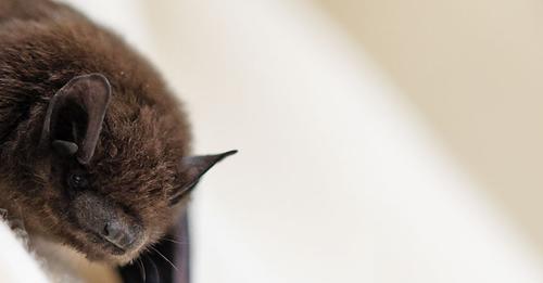 Close up photo of a brown bat
