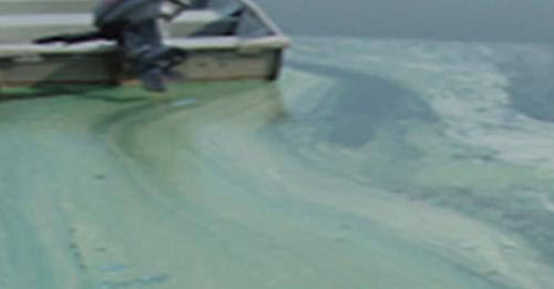 A lake with blue-green algae