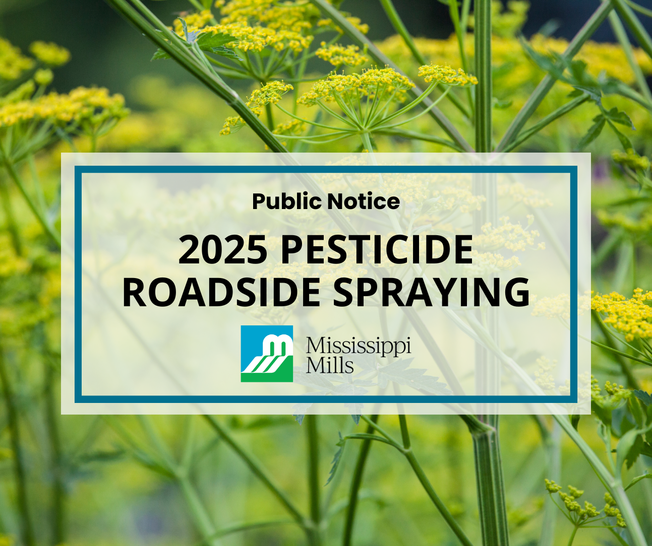 Photo of wild parsnip with the text 'Public Notice - 2025 Pesticide Roadside Spraying'