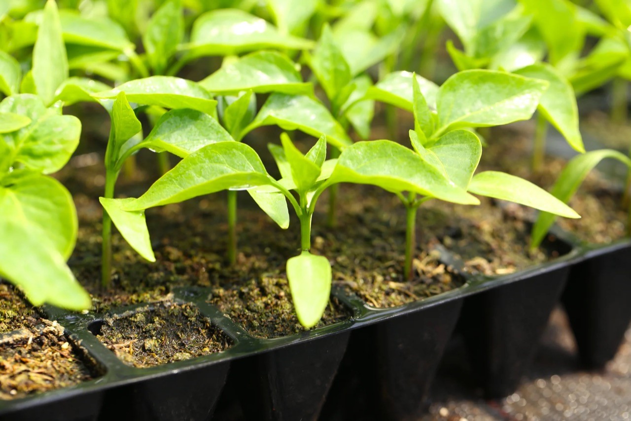Close-up photo of seedlings growing in soil