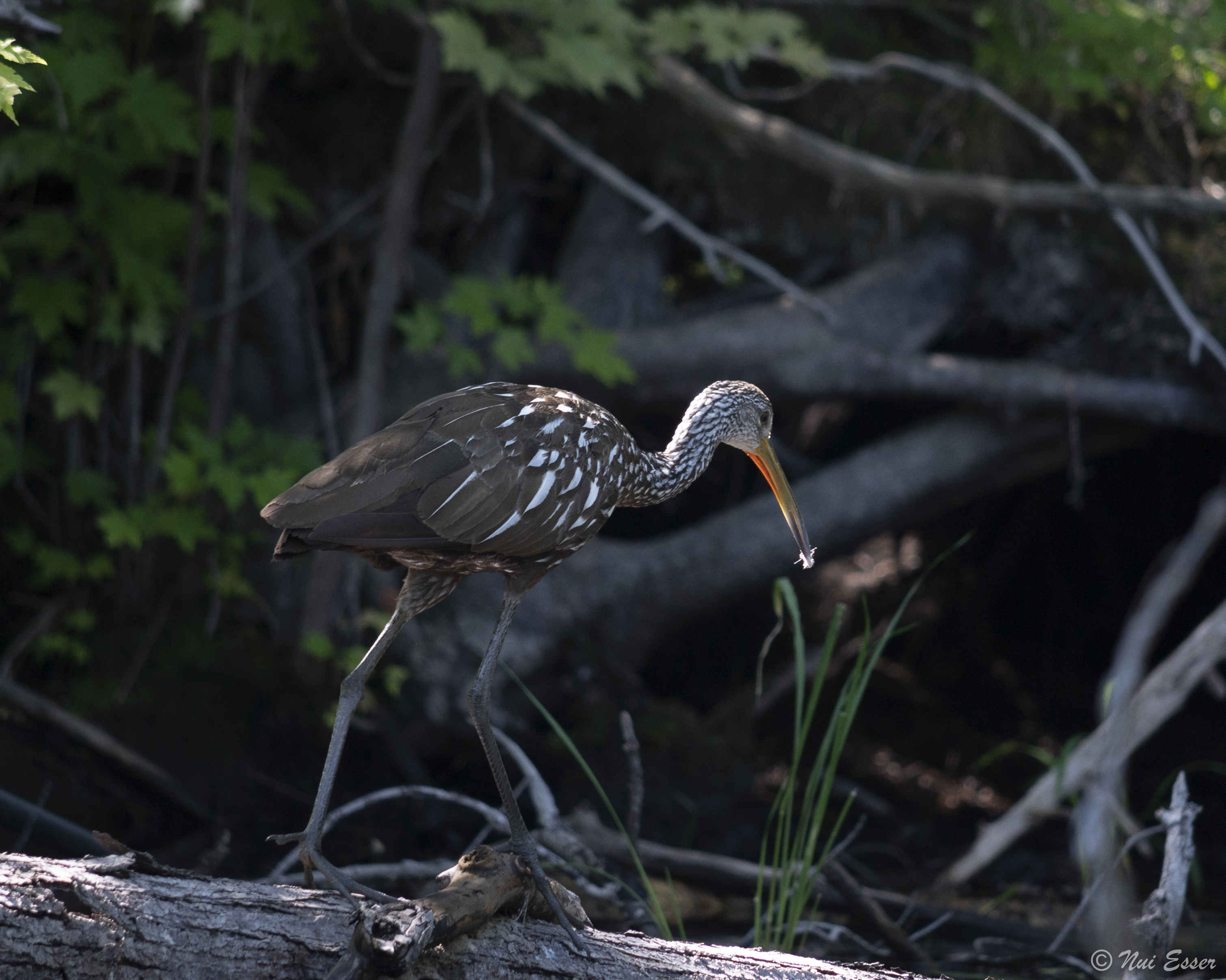 A large bird stands on a log, surrounded by water and trees
