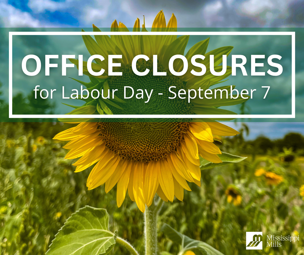 Close-up of a sunflower in bloom standing in a field of sunflowers. A green transparent box with white border and white font reads 'Office Closures for Labour Day - September 7.'