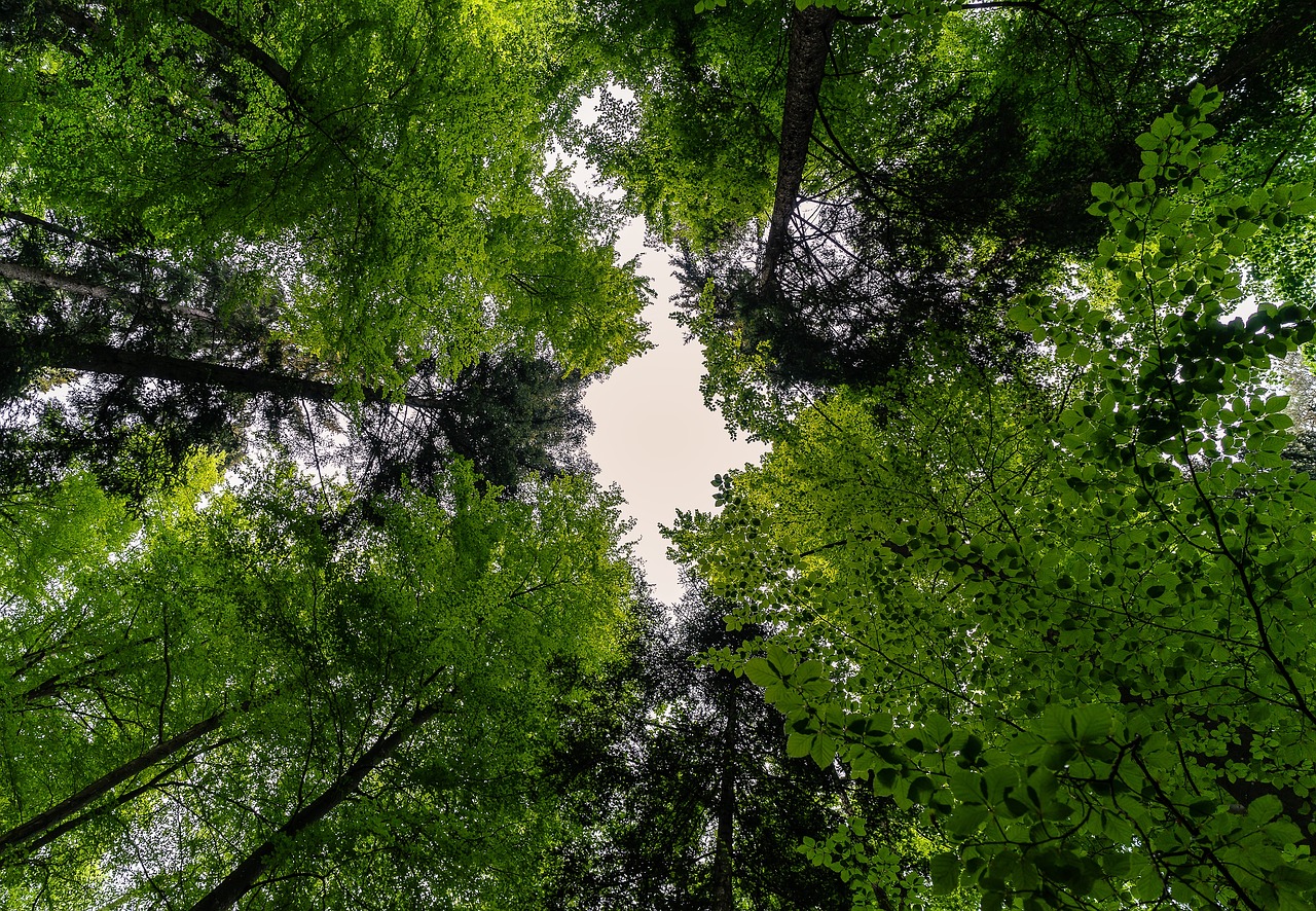 Shot of forest of trees