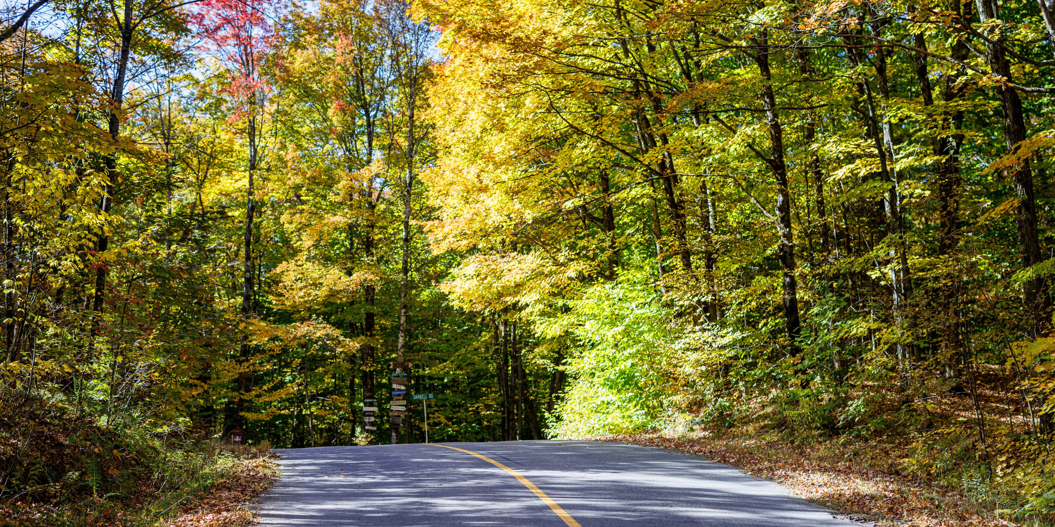Country road surrounded by trees