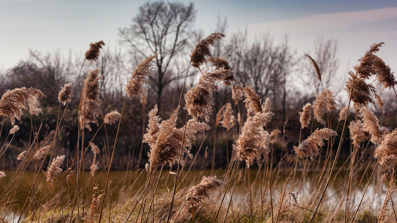 Phragmites next to a body of water.