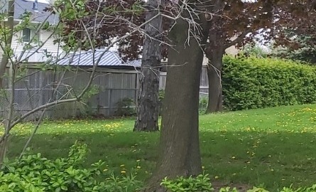 wood fence on the edge of park space