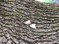 Gypsy Moth
