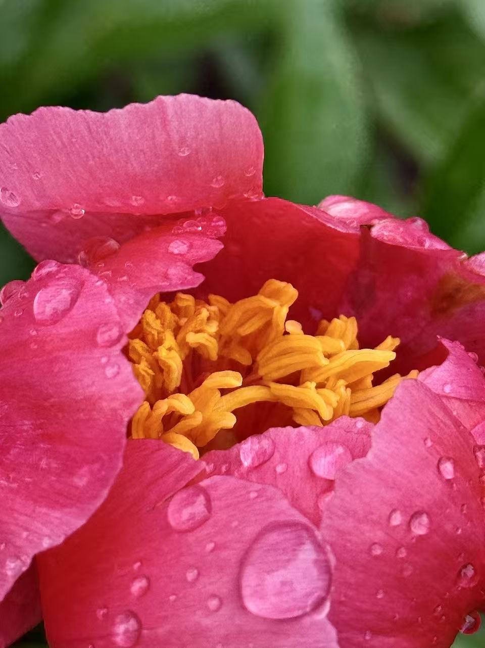 pink peony with yellow center and water droplets