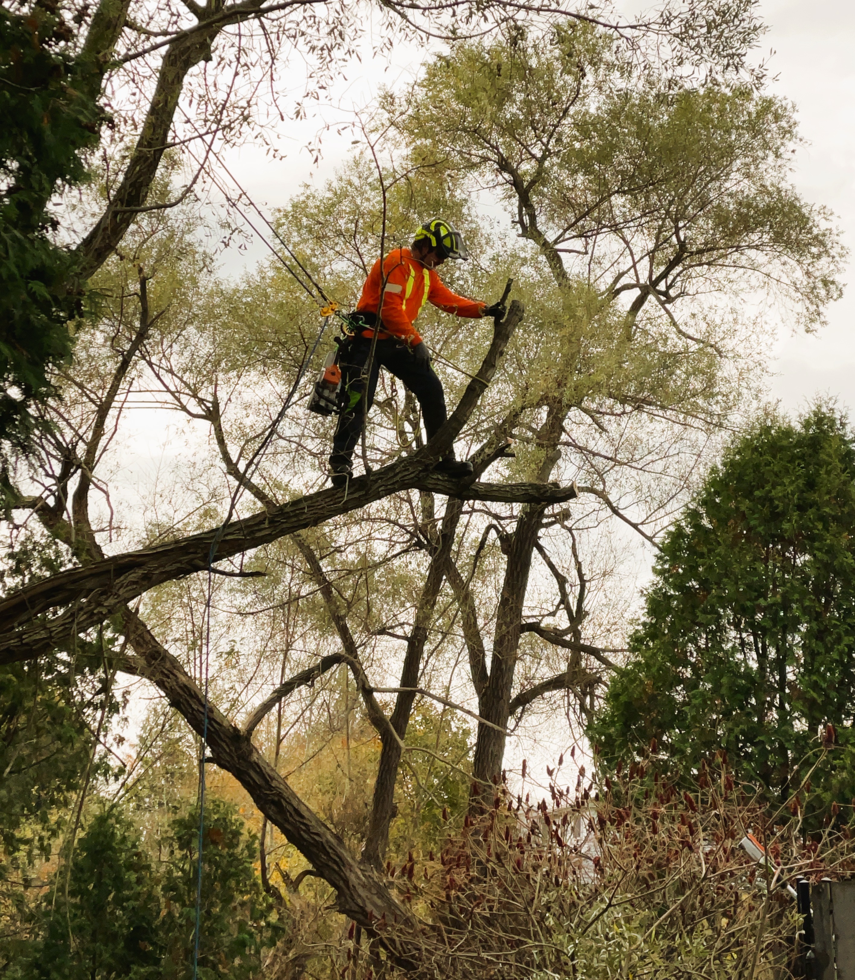 City arborist working in tree