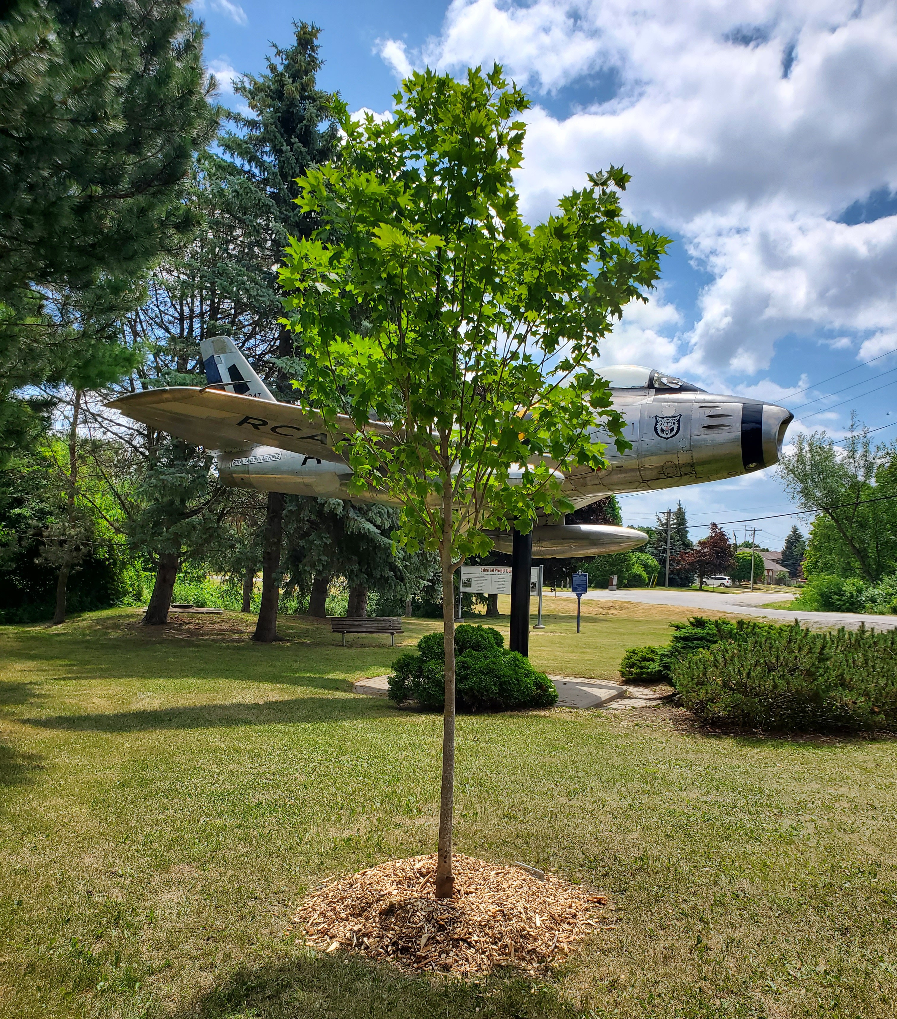 Memorial tree at Airmen's park