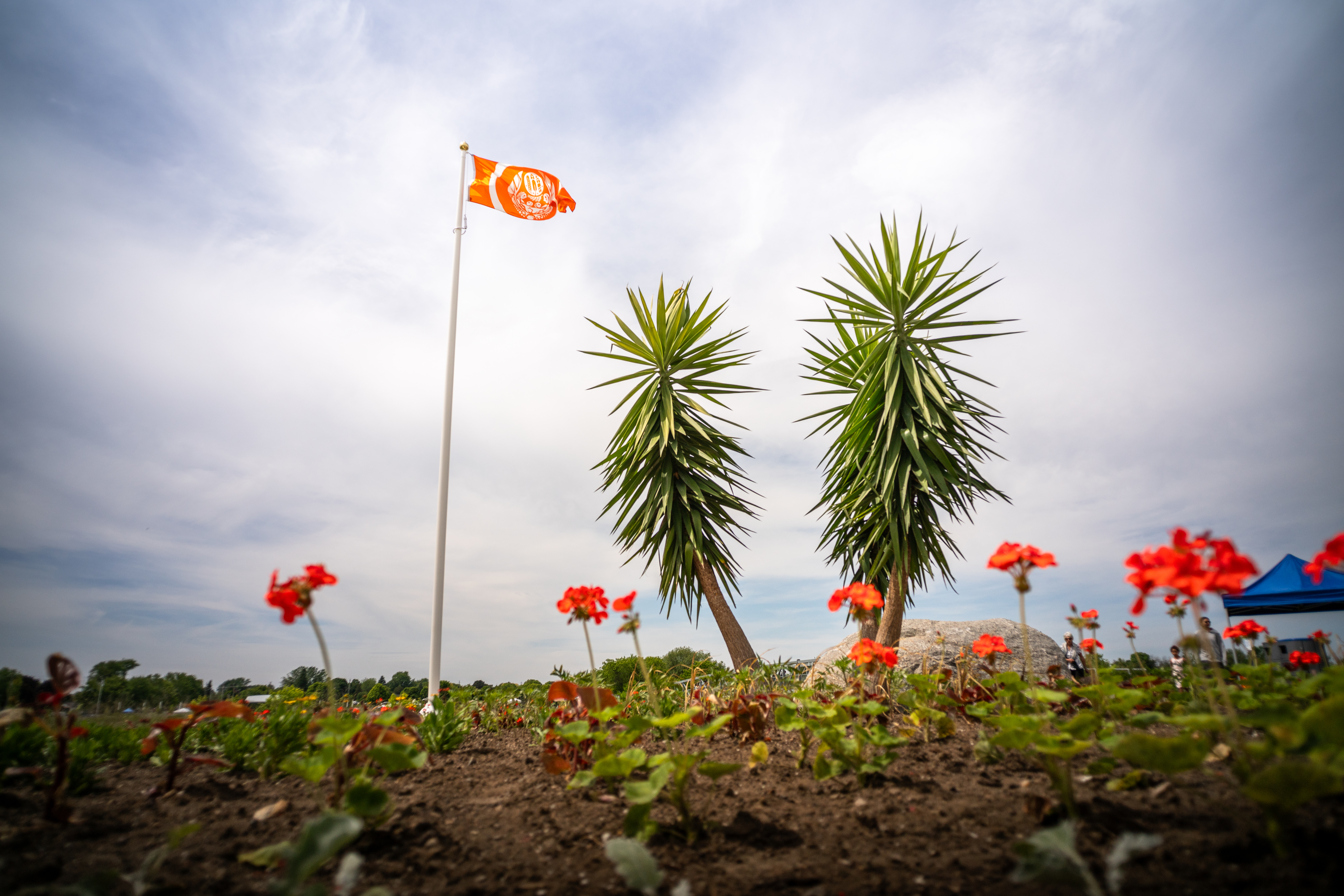 orange Indigenous flag in garden