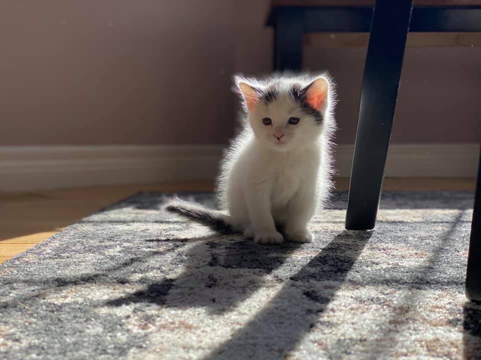 Kitten sitting up on rug