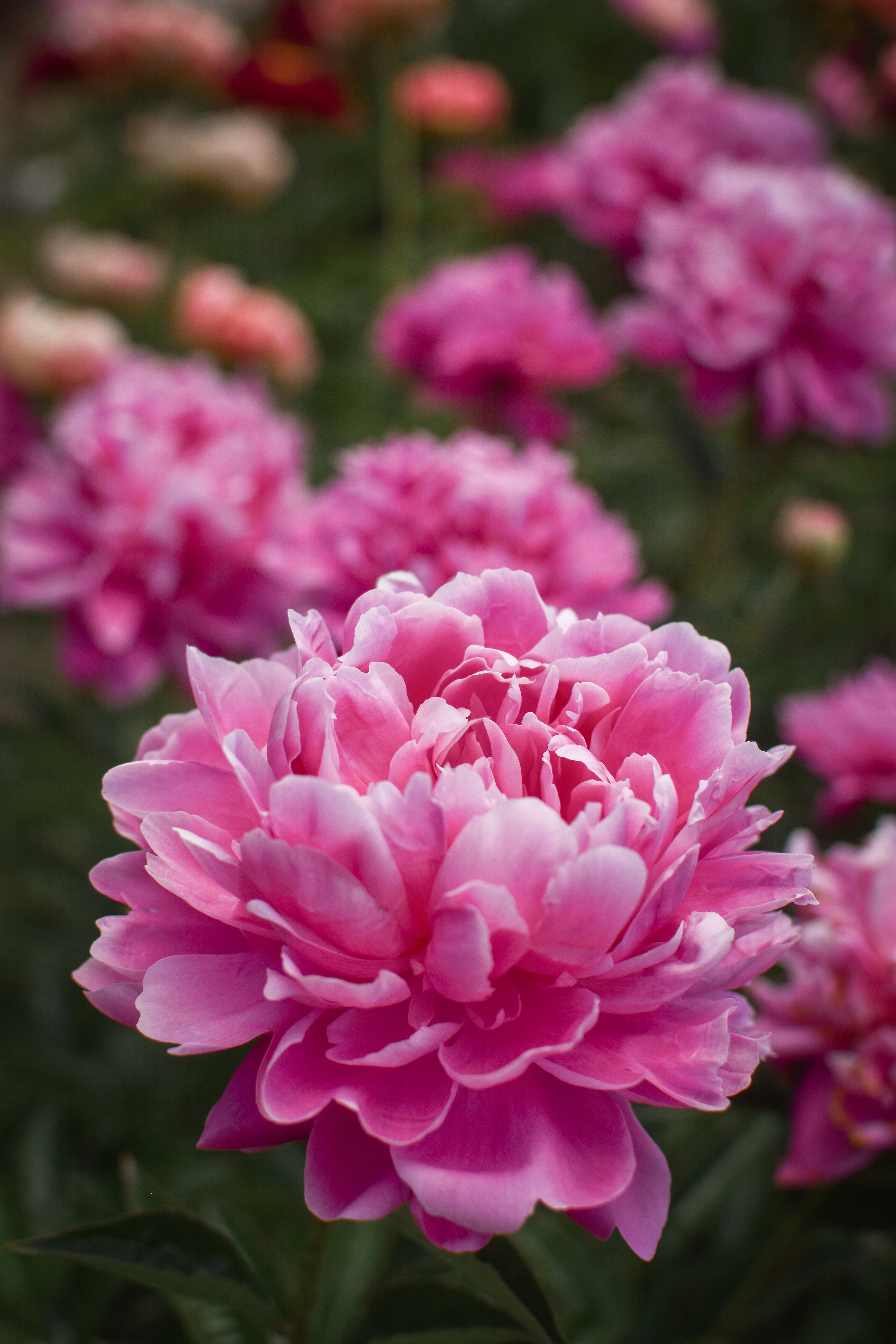 pink peonies in garden